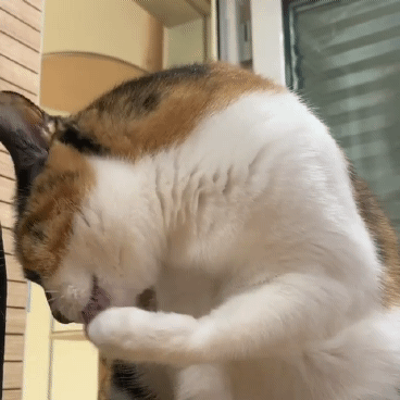 고양이세수하는 짤 | 인스티즈