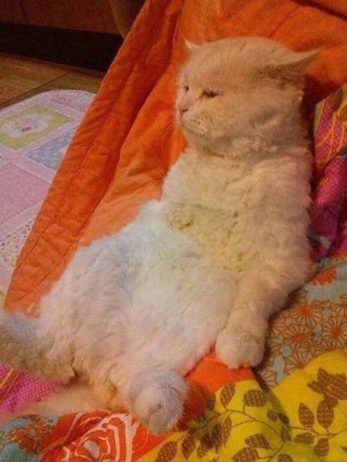 대프리카에서 의욕잃은 냥이 | 인스티즈