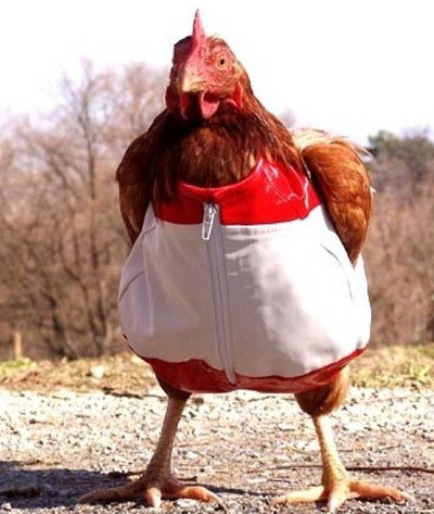 상어가 만만한 이유는? | 인스티즈