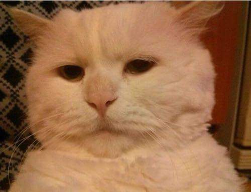 대프리카에서 의욕잃은 냥이 | 인스티즈