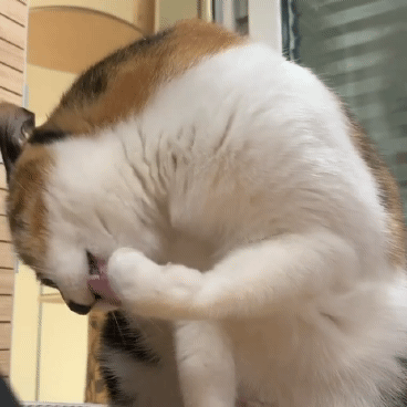 고양이세수하는 짤 | 인스티즈