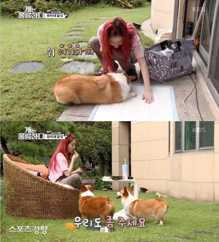 이유비, '강아지 홀대' 논란…'개훌륭' 측 "비 반려인 대변할 수 있어” | 인스티즈