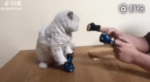 배운거 바로 써먹는 고양이 | 인스티즈