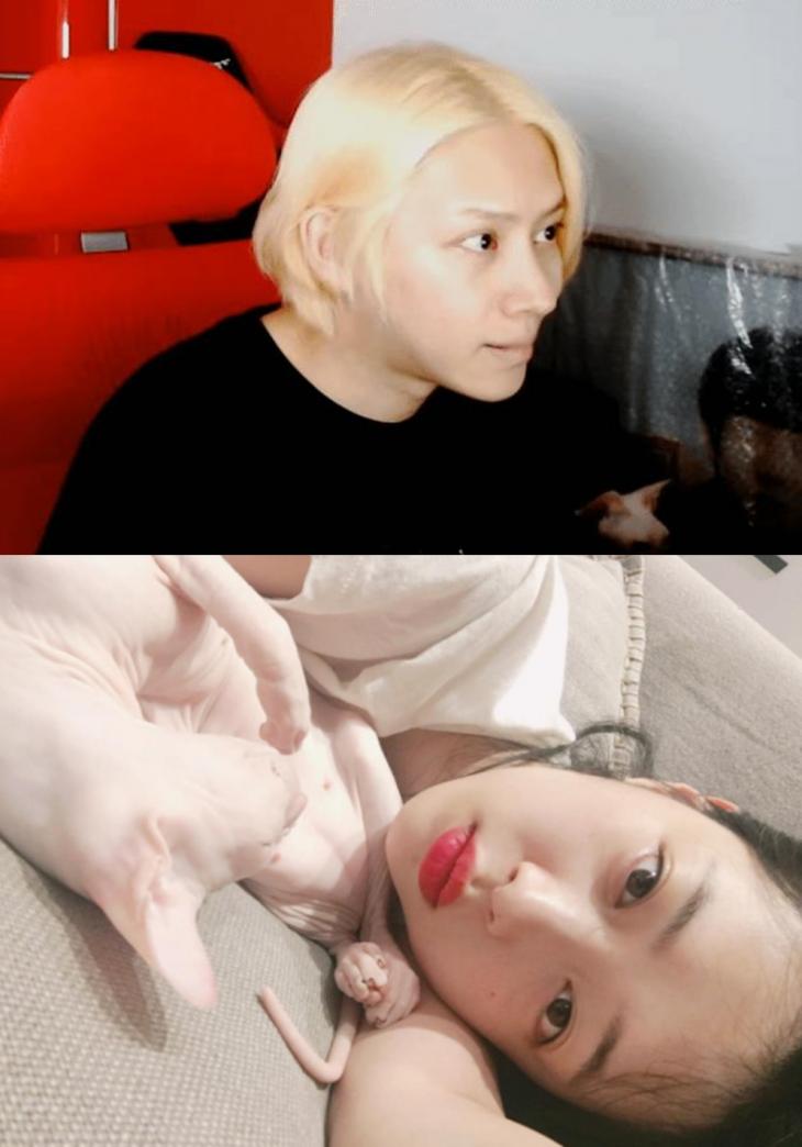 김희철, 라이브 방송에 설리 고양이 '고블린' 등장?…"비밀이다" | 인스티즈