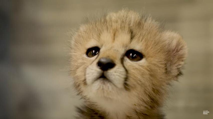 아기치타 클라스 | 인스티즈