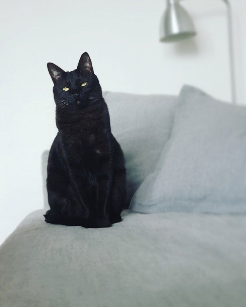 고양이 제조과정 | 인스티즈