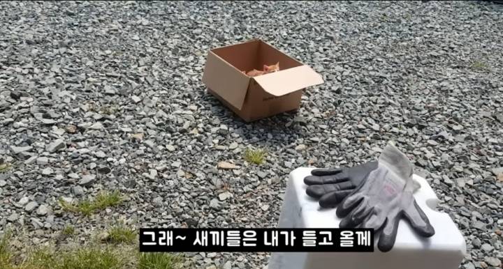 어머냥이 눈치보면서 냥이집 청소하는 아저씨ㅋㅋㅋ.jpg | 인스티즈