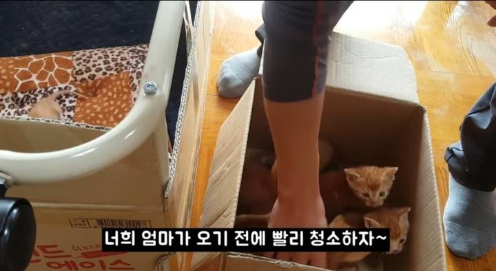 어머냥이 눈치보면서 냥이집 청소하는 아저씨ㅋㅋㅋ.jpg | 인스티즈