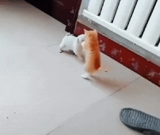 댕댕이 vs 냥아치 | 인스티즈