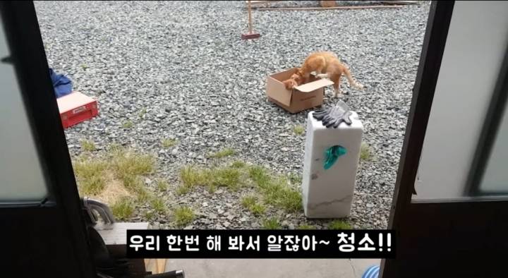 어머냥이 눈치보면서 냥이집 청소하는 아저씨ㅋㅋㅋ.jpg | 인스티즈