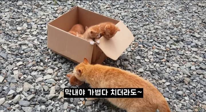 어머냥이 눈치보면서 냥이집 청소하는 아저씨ㅋㅋㅋ.jpg | 인스티즈