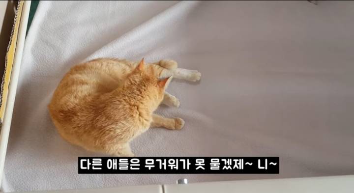 어머냥이 눈치보면서 냥이집 청소하는 아저씨ㅋㅋㅋ.jpg | 인스티즈