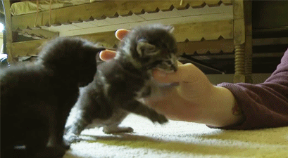 딱히 제목 없어도 고양이는 귀엽다냥 | 인스티즈