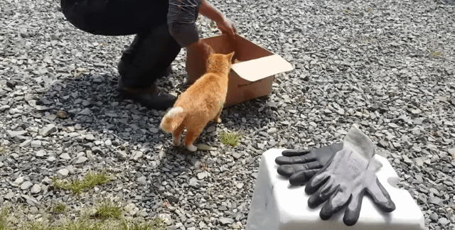 어머냥이 눈치보면서 냥이집 청소하는 아저씨ㅋㅋㅋ.jpg | 인스티즈