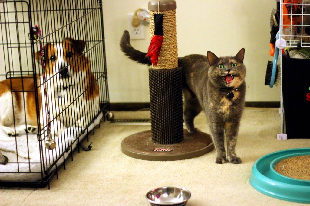 복붙이냥 | 인스티즈