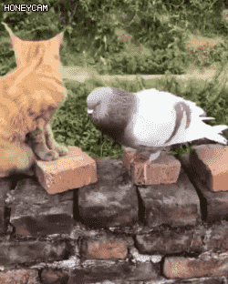고양이 vs 비둘기 | 인스티즈