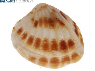 조개싸움 | 인스티즈