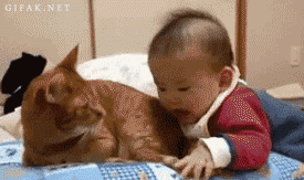 아기를 돌봐주는 고양이들.gif | 인스티즈