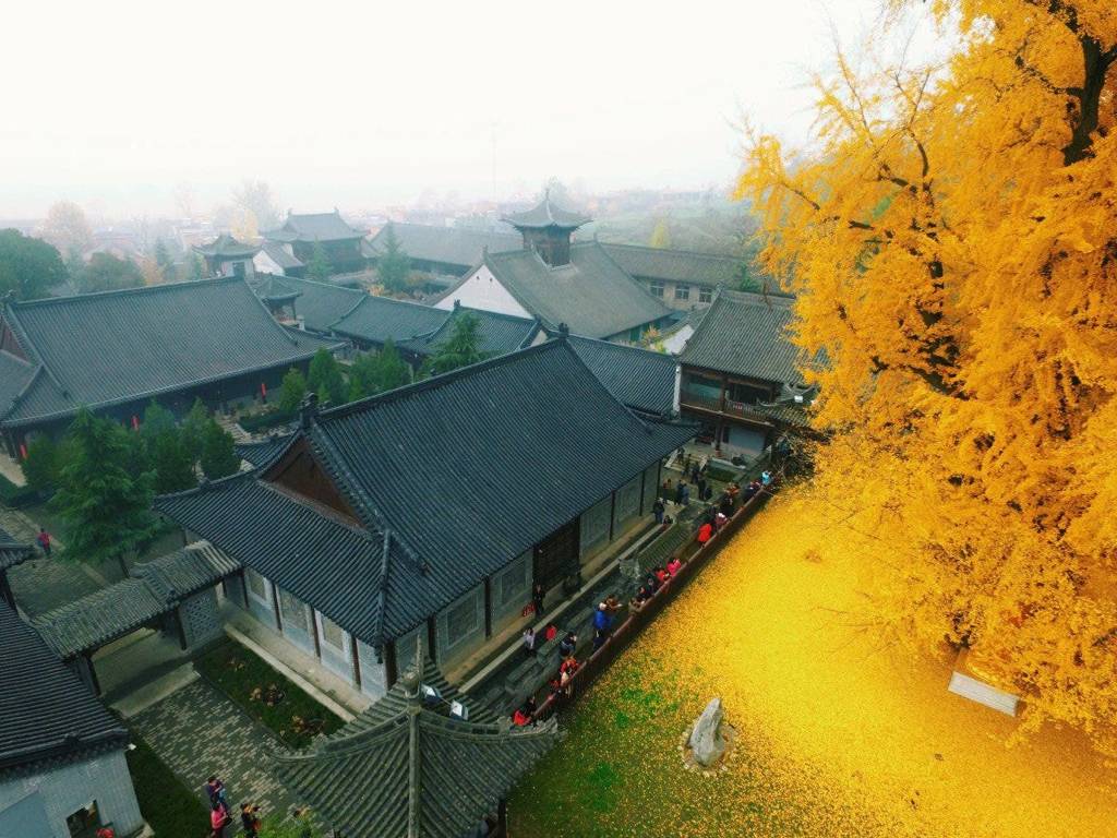 1400년된 중국의 은행나무 | 인스티즈
