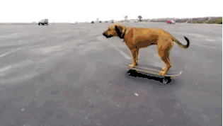 [강아지] 타는법을 아는개 | 인스티즈