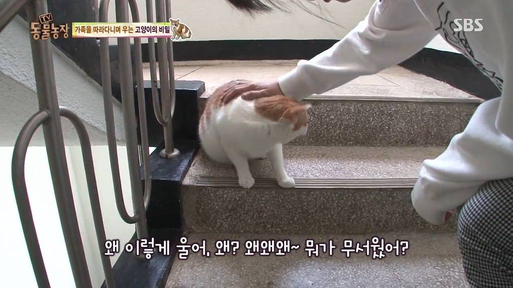 [동물농장] 존트 할말 다 하고 사는 수다쟁이 고양이 쪼롱이ㅋㅋㅋㅋ.jpg | 인스티즈