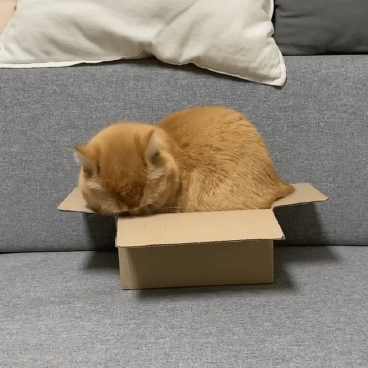 고양이가 작은박스에 들어가는법 | 인스티즈