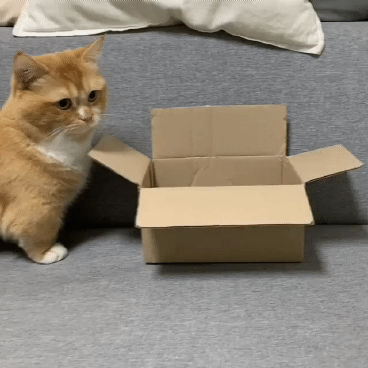 고양이가 작은박스에 들어가는법 | 인스티즈