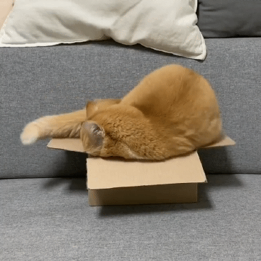 고양이가 작은박스에 들어가는법 | 인스티즈