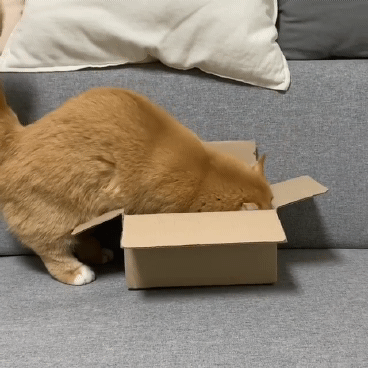 고양이가 작은박스에 들어가는법 | 인스티즈
