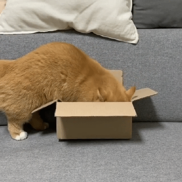 고양이가 작은박스에 들어가는법 | 인스티즈