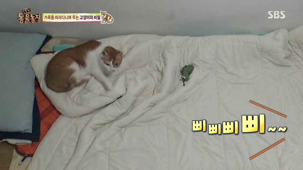 [동물농장] 존트 할말 다 하고 사는 수다쟁이 고양이 쪼롱이ㅋㅋㅋㅋ.jpg | 인스티즈