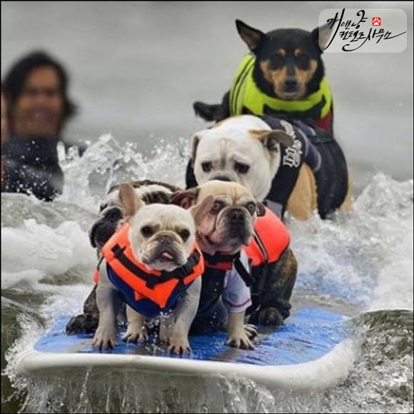 [강아지] 타는법을 아는개 | 인스티즈