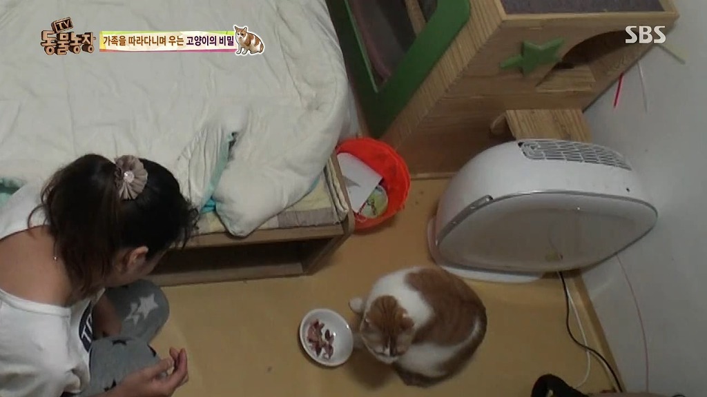 [동물농장] 존트 할말 다 하고 사는 수다쟁이 고양이 쪼롱이ㅋㅋㅋㅋ.jpg | 인스티즈