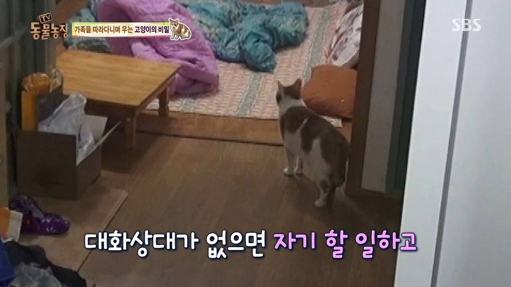 [동물농장] 존트 할말 다 하고 사는 수다쟁이 고양이 쪼롱이ㅋㅋㅋㅋ.jpg | 인스티즈