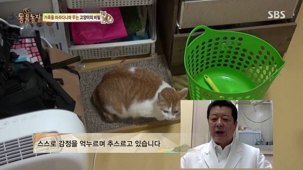 [동물농장] 존트 할말 다 하고 사는 수다쟁이 고양이 쪼롱이ㅋㅋㅋㅋ.jpg | 인스티즈