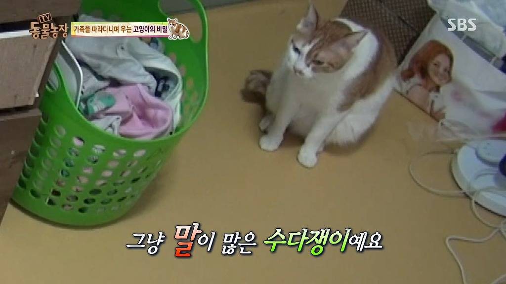 [동물농장] 존트 할말 다 하고 사는 수다쟁이 고양이 쪼롱이ㅋㅋㅋㅋ.jpg | 인스티즈