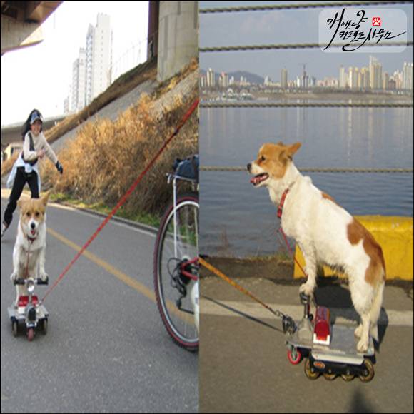 [강아지] 타는법을 아는개 | 인스티즈