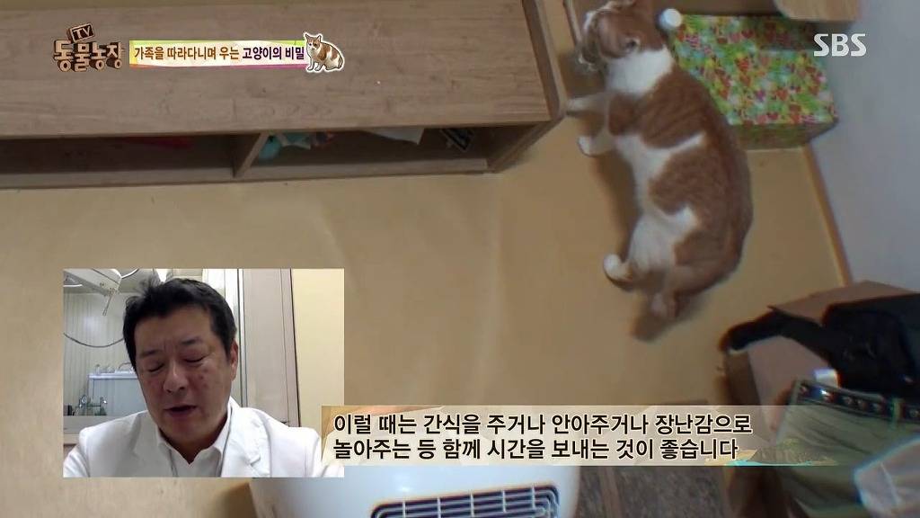 [동물농장] 존트 할말 다 하고 사는 수다쟁이 고양이 쪼롱이ㅋㅋㅋㅋ.jpg | 인스티즈