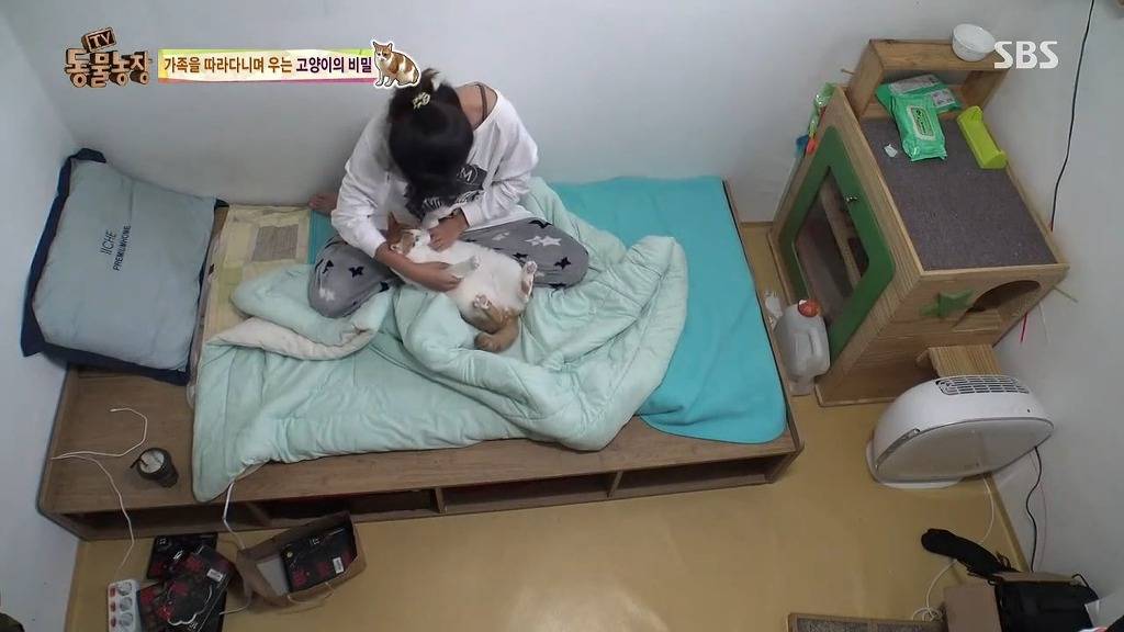 [동물농장] 존트 할말 다 하고 사는 수다쟁이 고양이 쪼롱이ㅋㅋㅋㅋ.jpg | 인스티즈