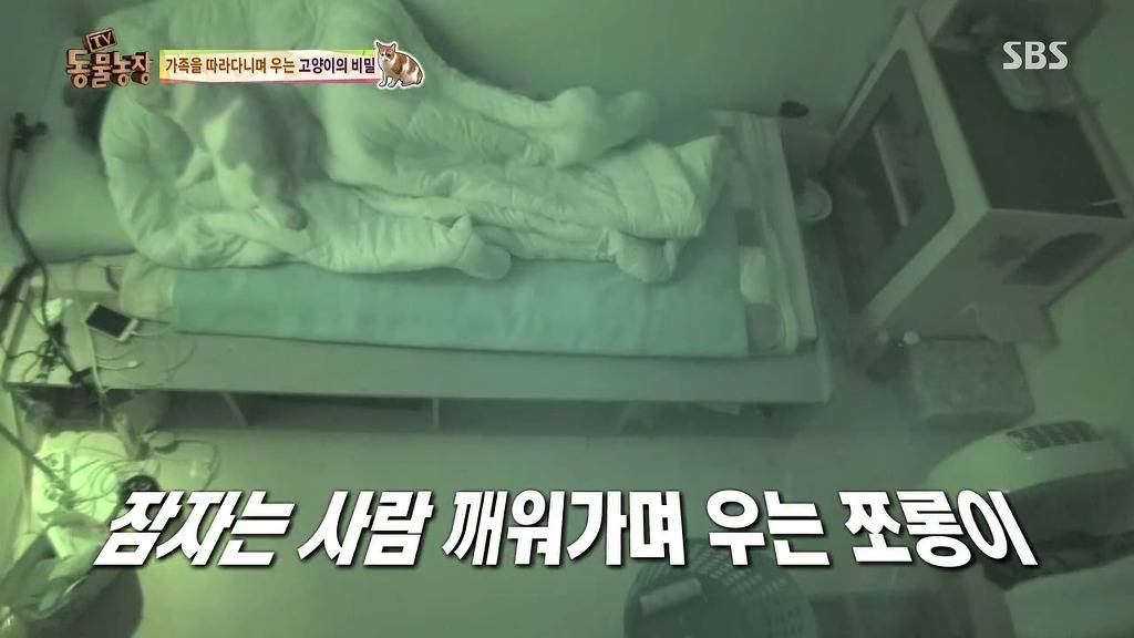 [동물농장] 존트 할말 다 하고 사는 수다쟁이 고양이 쪼롱이ㅋㅋㅋㅋ.jpg | 인스티즈