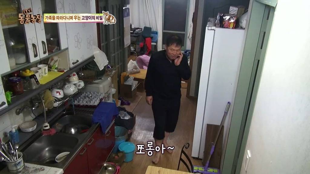 [동물농장] 존트 할말 다 하고 사는 수다쟁이 고양이 쪼롱이ㅋㅋㅋㅋ.jpg | 인스티즈