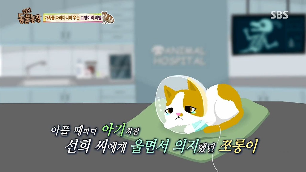 [동물농장] 존트 할말 다 하고 사는 수다쟁이 고양이 쪼롱이ㅋㅋㅋㅋ.jpg | 인스티즈