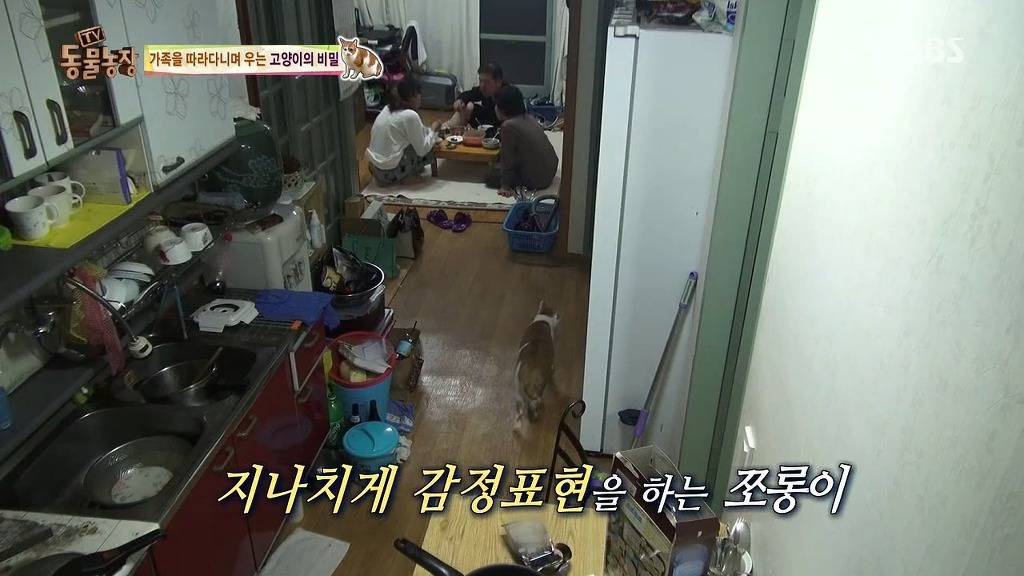 [동물농장] 존트 할말 다 하고 사는 수다쟁이 고양이 쪼롱이ㅋㅋㅋㅋ.jpg | 인스티즈