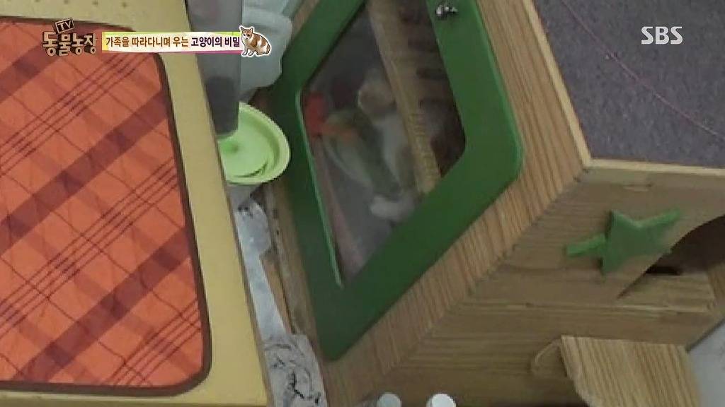 [동물농장] 존트 할말 다 하고 사는 수다쟁이 고양이 쪼롱이ㅋㅋㅋㅋ.jpg | 인스티즈