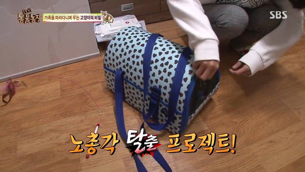 [동물농장] 존트 할말 다 하고 사는 수다쟁이 고양이 쪼롱이ㅋㅋㅋㅋ.jpg | 인스티즈