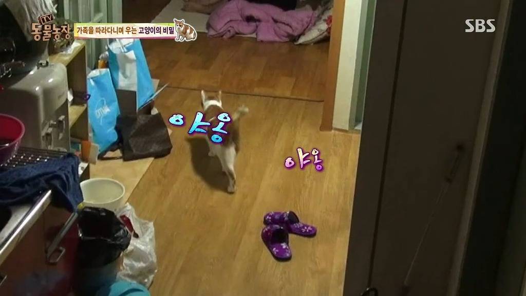 [동물농장] 존트 할말 다 하고 사는 수다쟁이 고양이 쪼롱이ㅋㅋㅋㅋ.jpg | 인스티즈