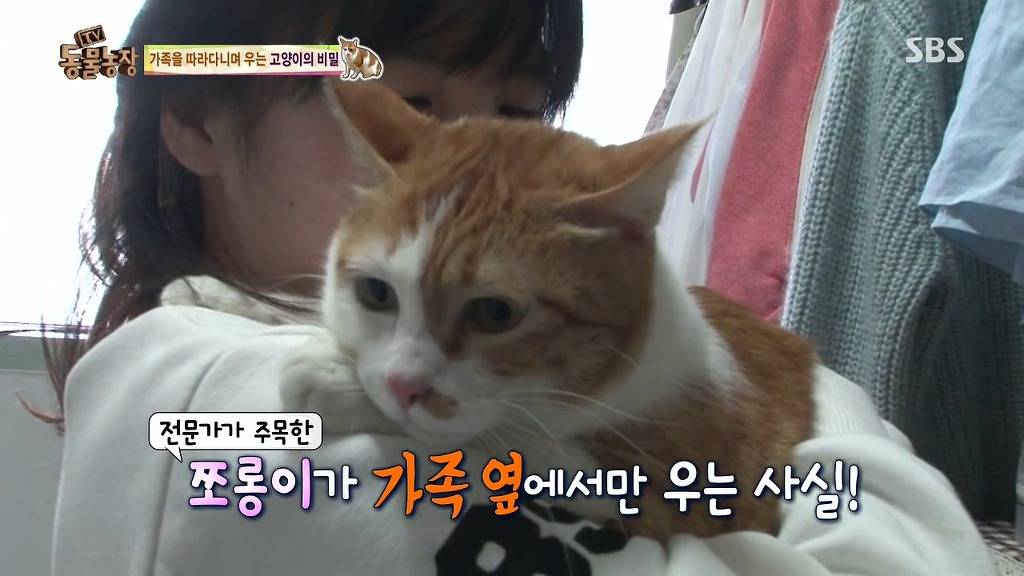 [동물농장] 존트 할말 다 하고 사는 수다쟁이 고양이 쪼롱이ㅋㅋㅋㅋ.jpg | 인스티즈