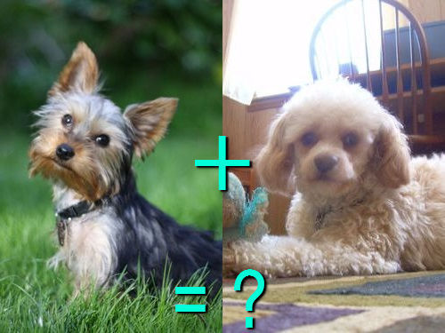 다양한 믹스견들 | 인스티즈