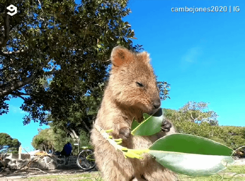 세상 행복해 보이는 쿼카 | 인스티즈