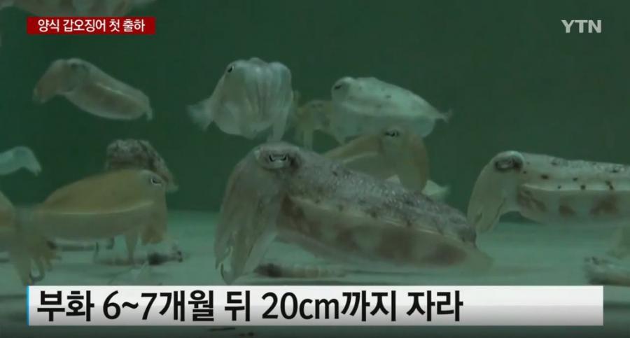 한국 양식 갑오징어 첫 출하 | 인스티즈